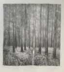 Will o the Wisp&nbsp;&copy;&nbsp;2026&nbsp;Lynda Jones