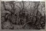 Study of roots&nbsp;&copy;&nbsp;2026&nbsp;Lynda Jones